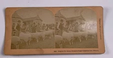 Stereoview Photo Judging Sheep Canada's Great Industrial Fair Toronto Canada 