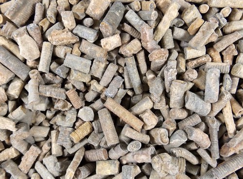 DIG-N-UTAH: CRINOID STEMS MOROCCO 1/2 LB LOT BULK FOSSIL - Picture 9 of 11