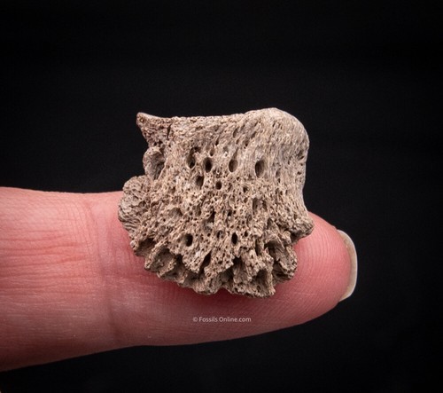 Rare Early Miocene Rhino Side Hoof Florida Fossils 2265 - Picture 2 of 5