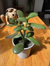 20+cm Crassula Ovata 'Money Tree' Jade Plant in 9cm pot
