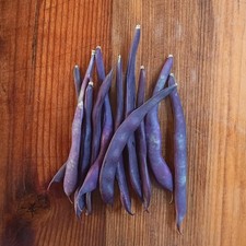 Purple Podded Pole Bean  Heirloom  Organic  30 or 100 seeds