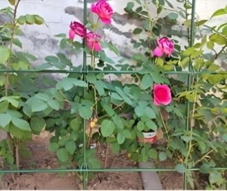Garten Kletterpflanzen 3 Fuß Stahlpfähle 36 Zoll 25er Pack Tomatenanbau im Topf - Bild 9 von 9
