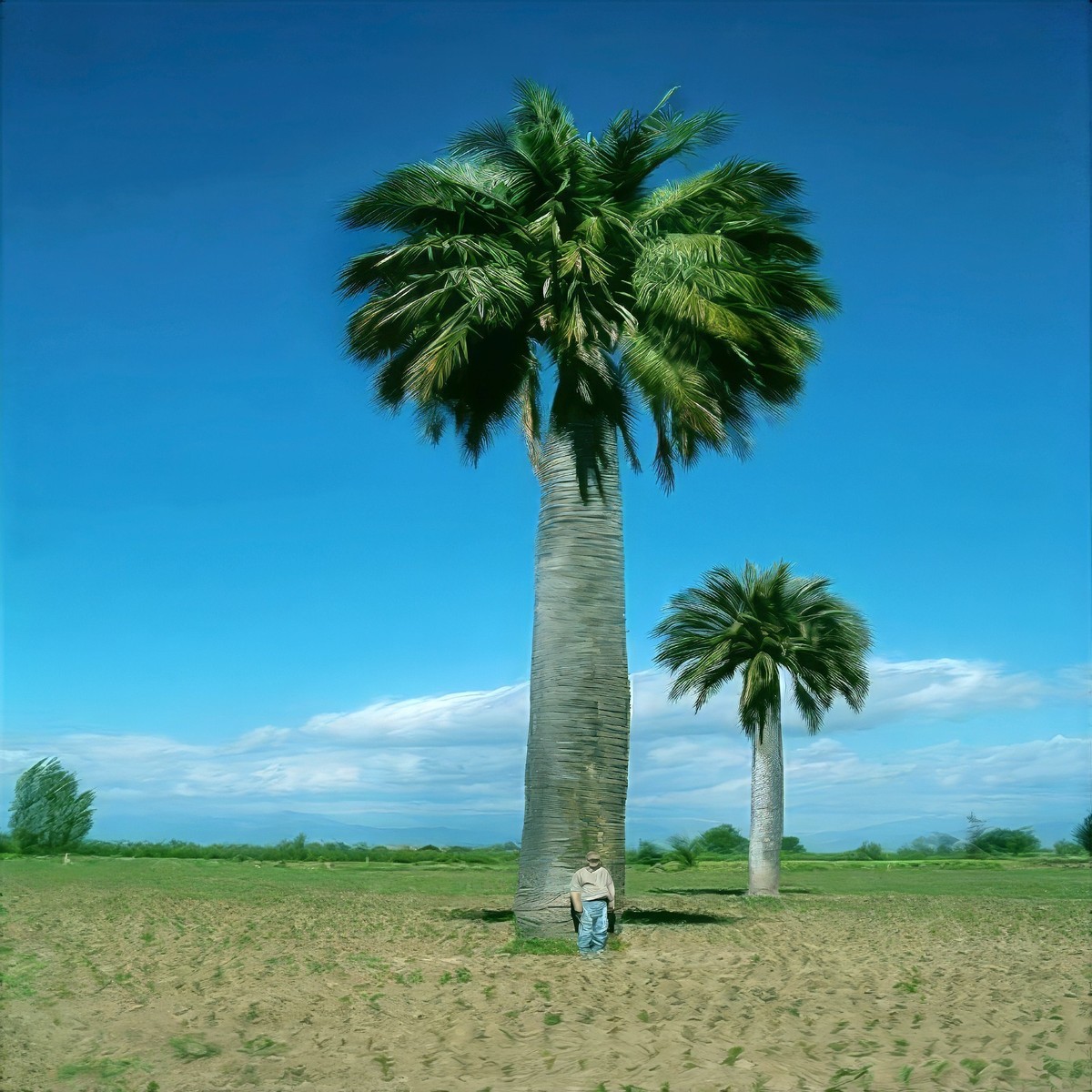 Chilean Wine Palm Tree Seeds (Jubaea chilensis) Largest Palm in