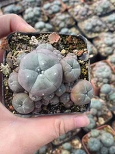 Succulent Cactus Plant home potted Garden decoration beautiful  Plants 6cm