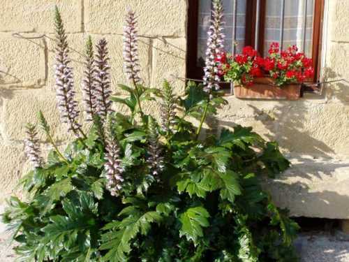 Acanthus mollis, Bärenreithose, Staude - 5 Sementes - Bild 8 von 9