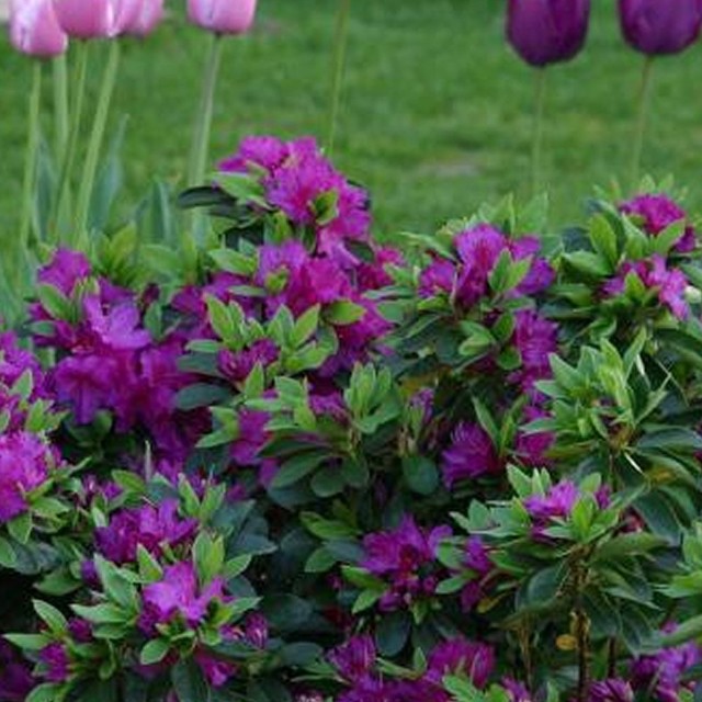 1 X Purple Azalea Japanese Evergreen Shrub Hardy Garden Plant in Pot for sale online eBay