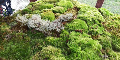 #ad 2 Gal. Live Mood Sheet Fern Moss – Terrariums Vivariums Fairy Gardens $21.99