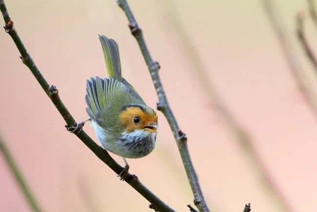 Visionking 30-90x90 Waterproof Spotting Scope Bird Watching Hunting Telescope - Image 3 of 4