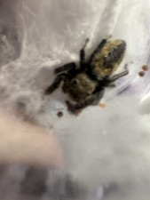   1 Dream Jumping Spider Sling And Fruit Fly ...