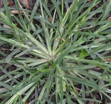 Sacred Paragis Healing Grass Dried Eleusine Indica Herbal Tea Ceylon