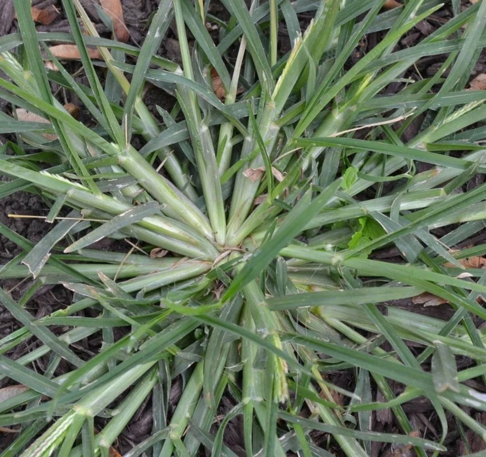 CEYLON PURE HERB Sacred Paragis Healing Grass Dried Eleusine Indica Herbal Tea Ceylon 30g to 450g