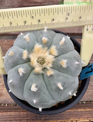 1pcs RareSucculent Plant LW Cactus OwnRoot WYSIWYG Boutique Garden 6.5cm