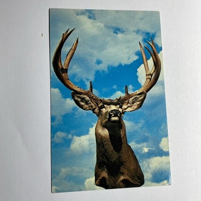  Postcard Record Dear Head Taken In Wyoming