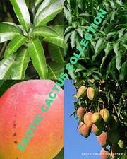 ORGANIC Mango Leaves Freshly Picked medicinal tropical fruit leaf 25 LEAVES
