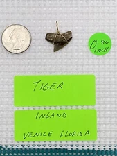 FOSSILIZED 0.86 INCH TIGER SHARK TOOTH PENDANT
