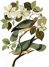 Band-Tailed Pigeon J. Audubon Tile Mural Kitchen Wall Backsplash Marble Ceramic