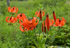 5 Turk's-cap lily Lilium superbum Bulb/tuber Woodland Wildflower ~Native Hardy~ 