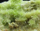 5.3g flowery green pyromorphite crystal mineral specimen Daoping,China!