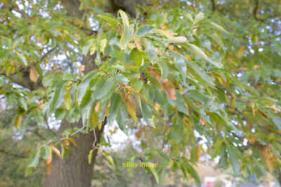 Photo 12x8 Foliage of Castanea sativa Belton/SK9239 These are the leaves  c2021