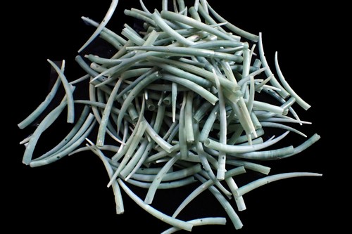 Seashells -  Dentalium aprinum 56-96 mm 161 pcs. - Picture 1 of 2