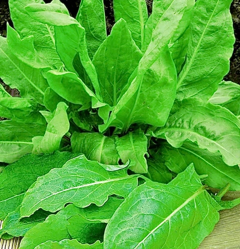 Sauerampfer 150 Samen Saatgut Gewürz Mehrjährig Freiland Wildkraut