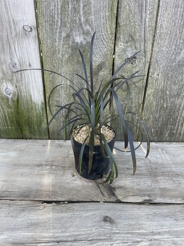 Ophiopogon planiscapus 'Nigrescens' Black Mondo Grass 2yr. Old 1 Quart Pot