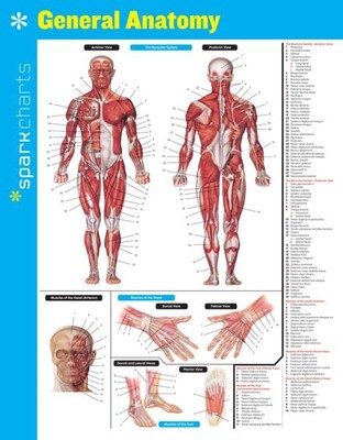 General Anatomy, Paperback by SparkNotes (COR), Brand New, Free shipping in t...
