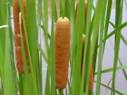 Live Cold Hardy Dwarf Cattail Aquatic Marginal Pond Plant - Buy 2 Get 1 Free