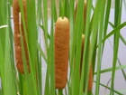 Live Cold Hardy Dwarf Cattail Aquatic Marginal Pond Plant - Buy 2 Get 1 Free