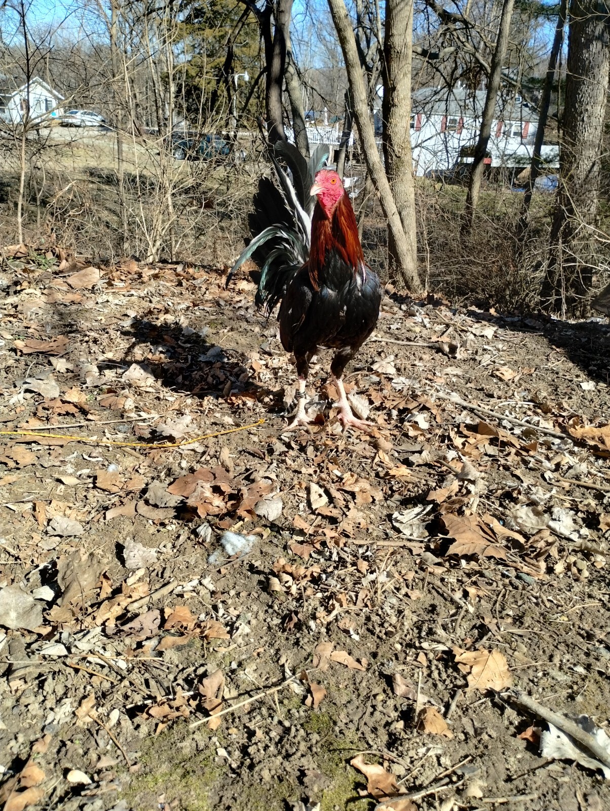 8+ Kelso Hatching Eggs eBay