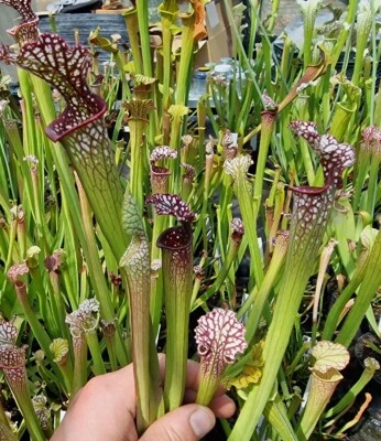 Sarracenia Albertos Gift x OP,fleischfressende Pflanzen - Bild 1 von 2