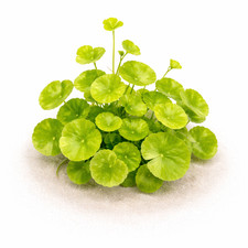Brazilian Pennywort Hydrocotyle Leucocephala Aquarium Plants Factory