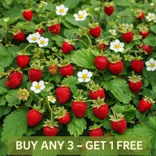 Wild Strawberry Seeds | Baron Solemacher | 300 seeds | Fragaria vesca | Fruit