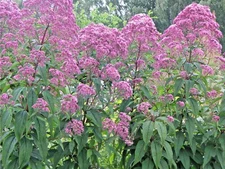 201+SWEET JOE PYE WEED Flower Seeds Fragrant Native Wildflower Pollinators Easy
