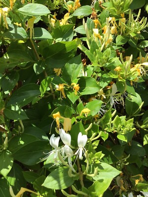 philodendron sidori Philodendron sodiroi for sale  My Home Nature