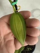 Large Plant 5”  GREEN Variegated Vanilla planifolia Orchid Variegata