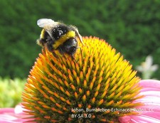 Purple Coneflower Echinacea Seeds Hardy Perennial Bee Friendly UK Seller