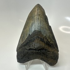Megalodon Shark Tooth 4.57 Inch - Amazing - Authentic Fossil - Natural 20397