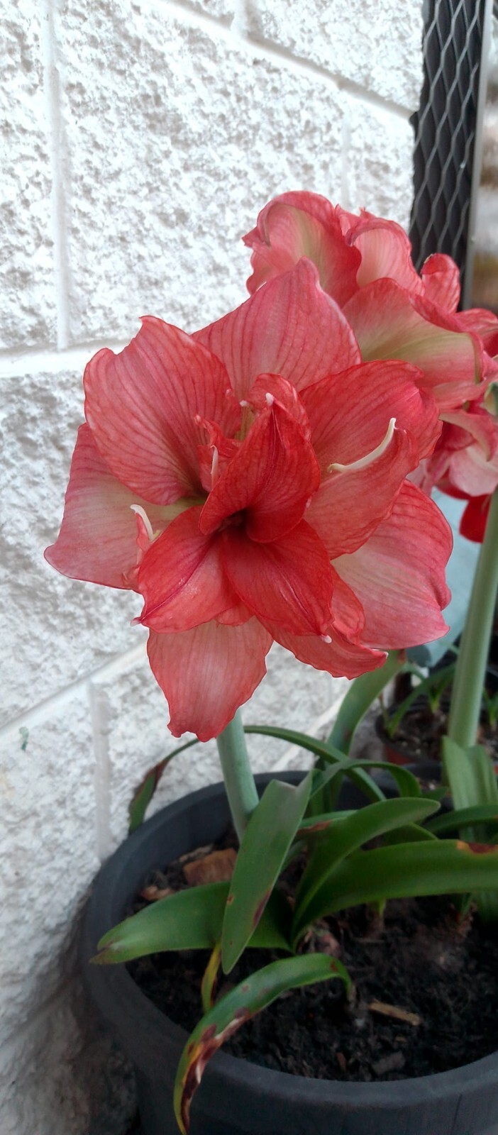 Hippeastrum 228 Adult bulb 45 cm eBay
