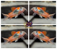 1 LIVE VENEZUELA CORYDORAS SIZE 3-4CM - LIVE FISH - TOP QUALITY - USA SELLER