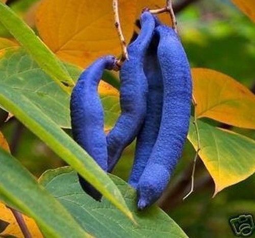 SAMEN mehrjährige Gartenpflanze Exoten-Sämereien frosthart pflegeleicht BLAUGU - Bild 1 von 1