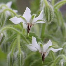 White Borage, Bianca, Starflower, Tailwort, NON-GMO, Heirloom, FREE SHIPPING