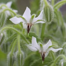 White Borage, Bianca, Starflower, Tailwort, NON-GMO, Heirloom, FREE SHIPPING