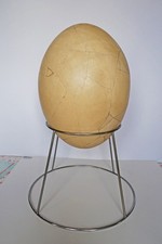 Oeuf Egg Aepyornis Madagascar + Autorisation sortie Authorisation leave country