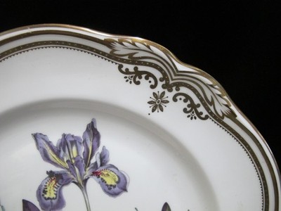 SPODE Stafford Flowers IRIS & SPHAEROLOBIUM Gilt Bone China DINNER