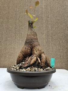 Old Bonsai Trees for Sale | eBay