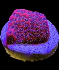 Live Coral Porites Darth Maul