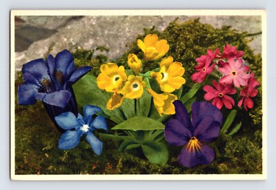 Postcard Alpine Flowers Primula Violet Thor Gyger Stehli Series 1940s Unposted