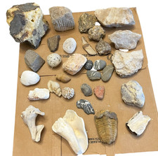 Lot 31 Rocks Natural Crystals Stones Minerals Shells Fossils Collection 6 Pounds