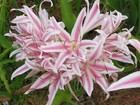Crinum Lily, Monsoon Star, medium-size bulb
